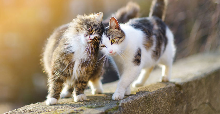 Signos de felicidad Gatuna FdCATS