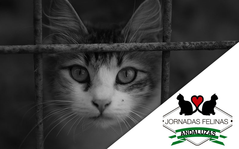 Imagen gato con logo Jornadas Felinas Andaluzas