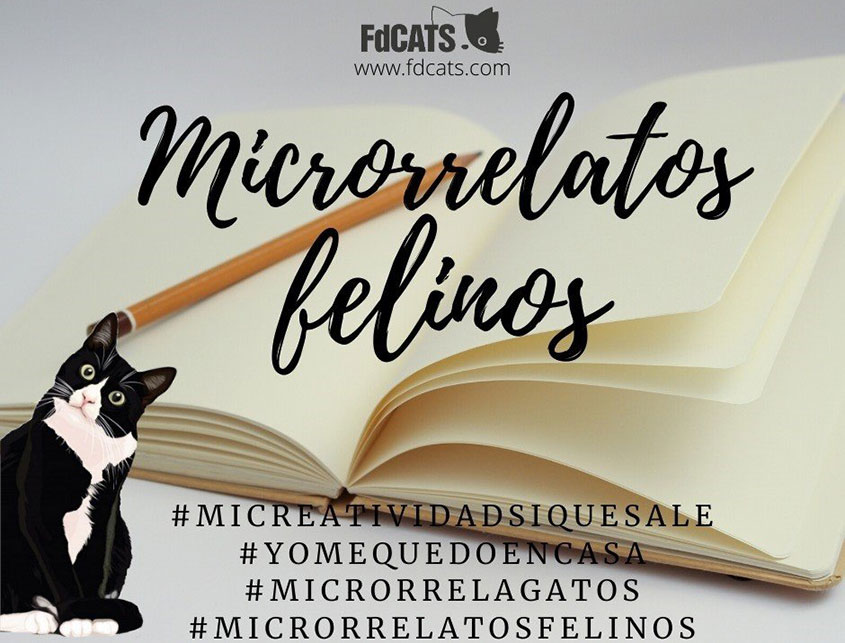 microrrelatos felinos 2020