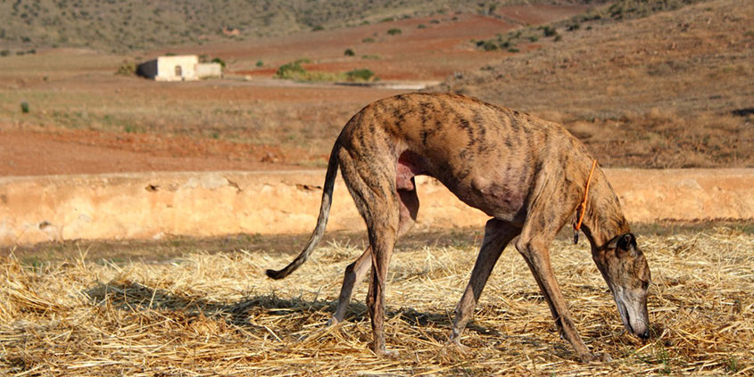 Foto Galgo Zalgui