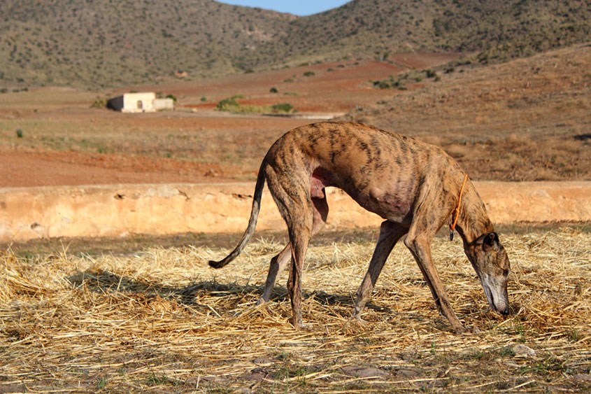 Foto Galgo Zalgui